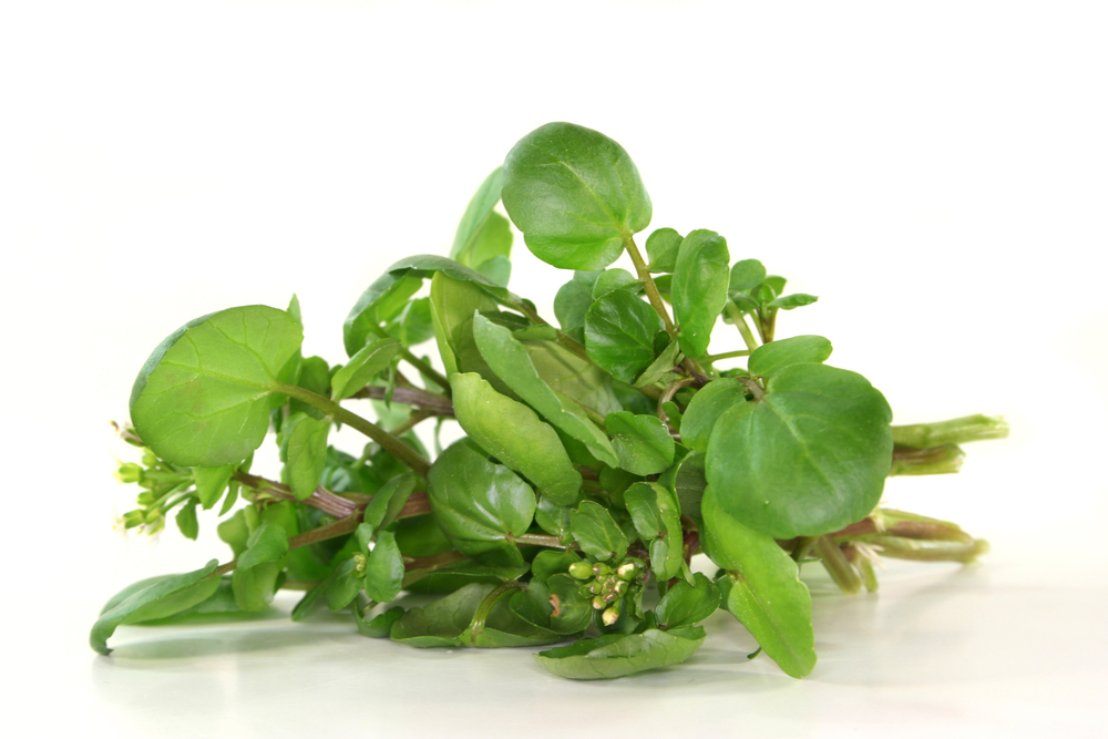 Watercress