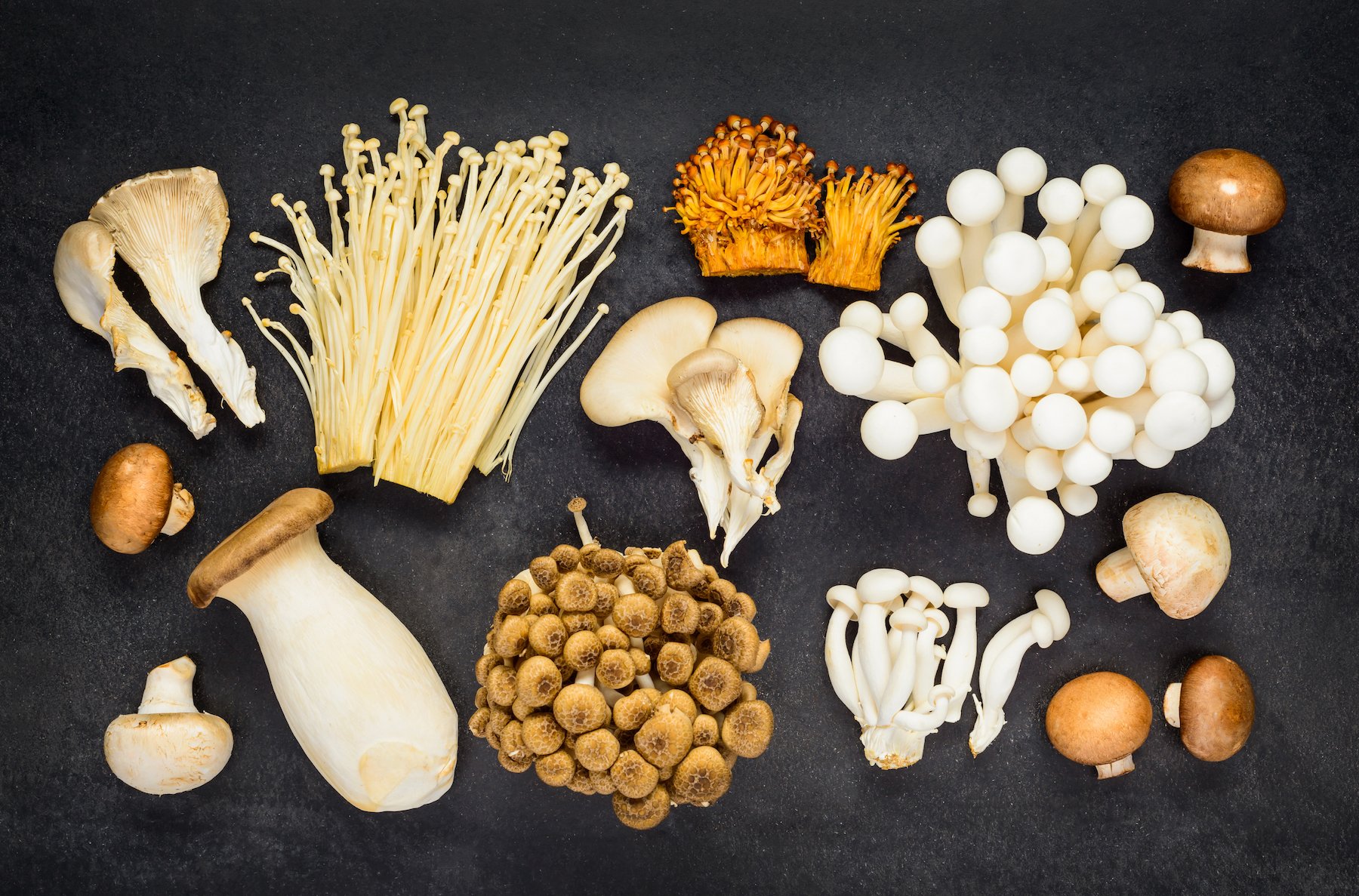 3 Edible Wild Mushrooms (And 5 to Avoid)