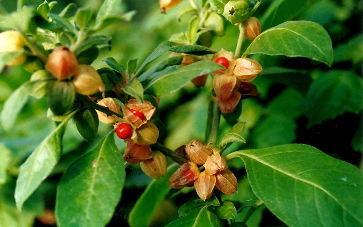 The Comprehensive Guide to the Benefits of Ashwagandha Supplements